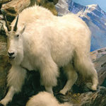 A diorama of mountain goats