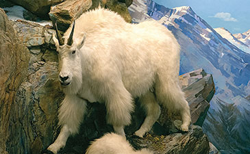 Objects of Our Affection: Mountain goats in the Hall of North American Wildlife