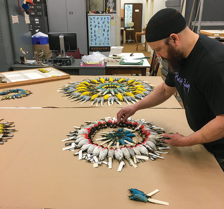 An artist preparing an installation of colorful bird skins
