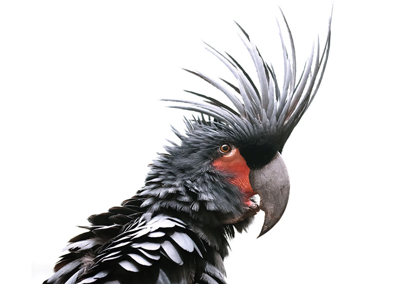 A male palm cockatoo