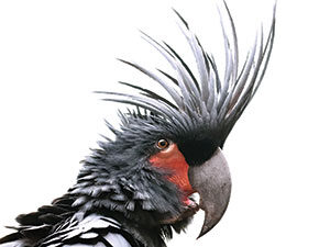 A male palm cockatoo