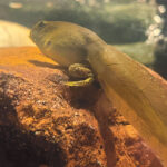 A close-up view of a tadpole resting on a rock underwater, showcasing its developing limbs and translucent tail.