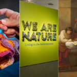 A collage featuring botanical illustrations, knitting hands, a nature-themed exhibit, a classical painting, and vibrant beetles.