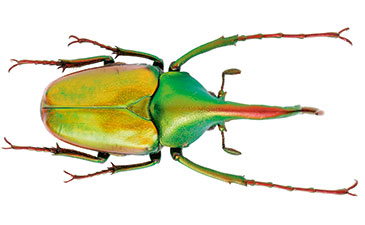 A vibrant green and gold beetle viewed from above, showcasing its long antennae and shiny exoskeleton.