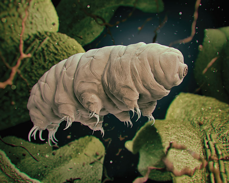 A detailed illustration of a water bear, or tardigrade, showcasing its distinct segmented body and clawed limbs amidst a microenvironment.