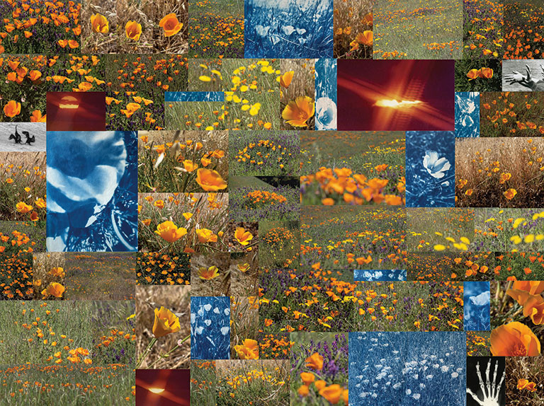 A vibrant collage of orange poppies and various flower fields, interspersed with artistic and textured images.