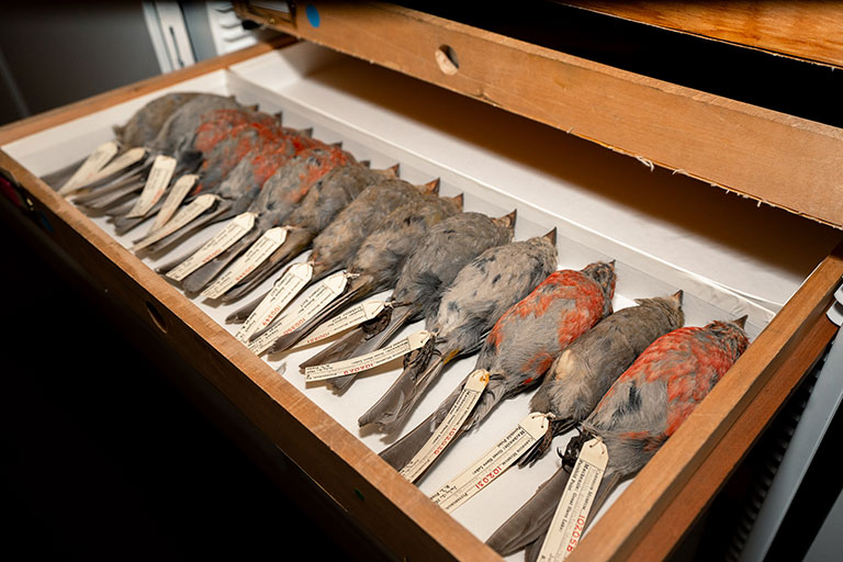 A wooden drawer filled with neatly arranged preserved birds, each tagged with a label. The birds vary in color from gray to red-gray.