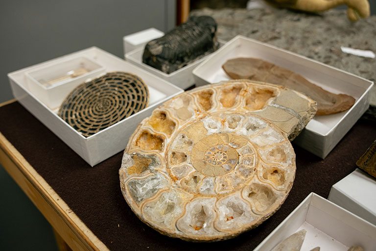 Close-up of various fossils displayed in boxes, including a prominent spiral ammonite. The scene conveys a sense of history and scientific exploration.